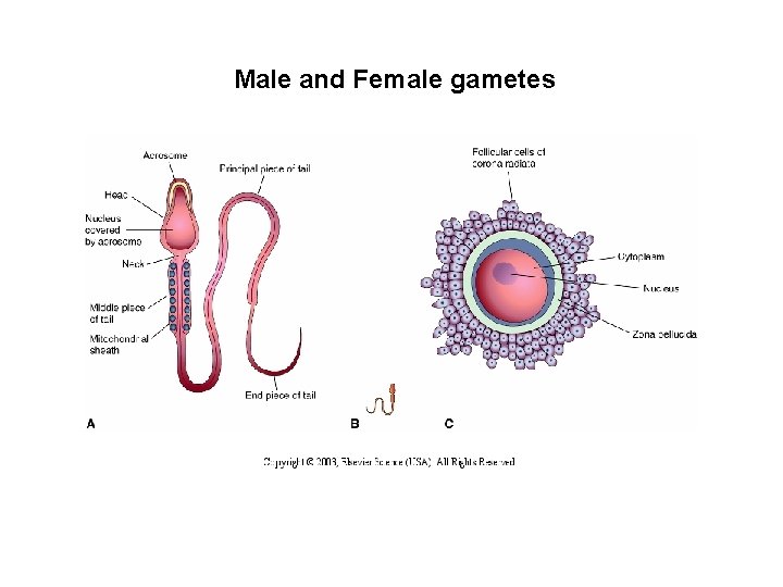 Male and Female gametes 