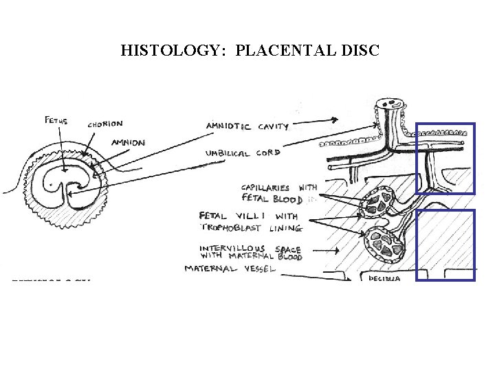 HISTOLOGY: PLACENTAL DISC 