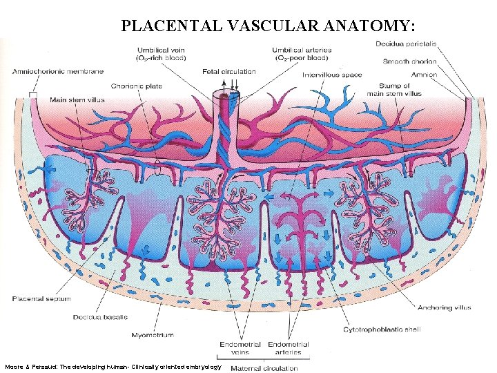 PLACENTAL VASCULAR ANATOMY: Moore & Persaud: The developing human- Clinically oriented embryology 