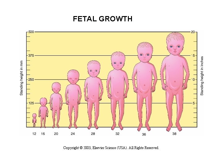 FETAL GROWTH 