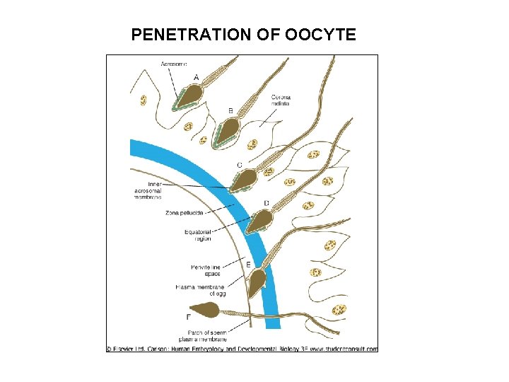 PENETRATION OF OOCYTE 