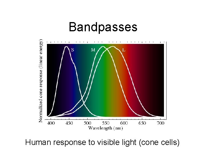 Bandpasses Human response to visible light (cone cells) 