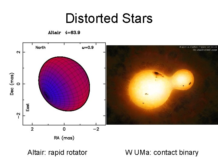Distorted Stars Altair: rapid rotator W UMa: contact binary 