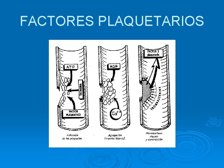 FACTORES PLAQUETARIOS 