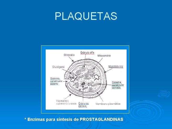 PLAQUETAS * Enzimas para síntesis de PROSTAGLANDINAS 
