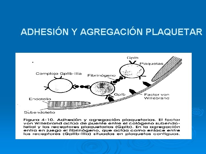 ADHESIÓN Y AGREGACIÓN PLAQUETAR 