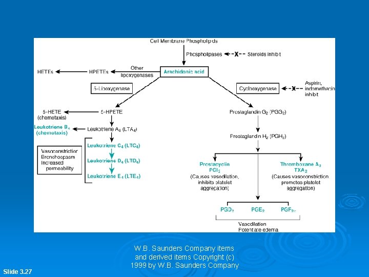 Slide 3. 27 W. B. Saunders Company items and derived items Copyright (c) 1999