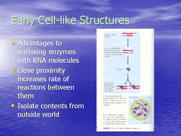 Early Cell-like Structures • Advantages to • • enclosing enzymes with RNA molecules Close