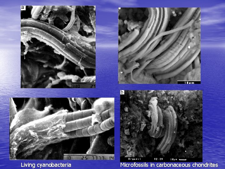 Living cyanobacteria Microfossils in carbonaceous chondrites 
