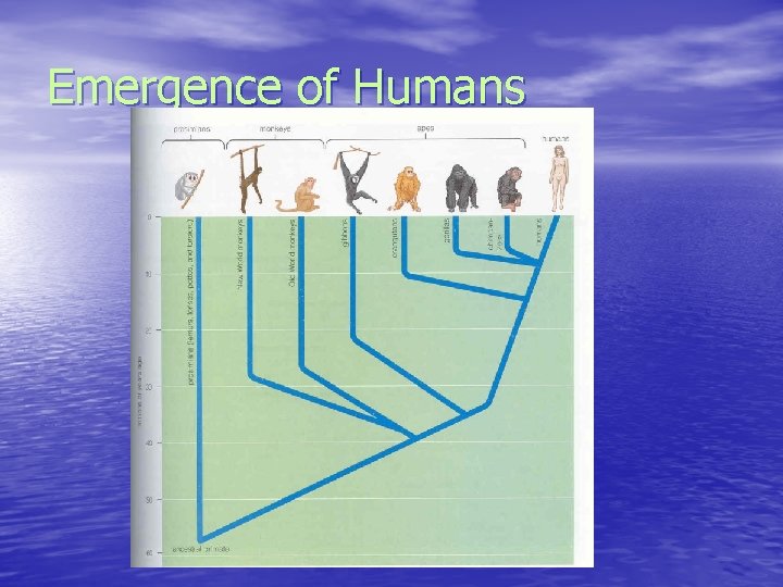 Emergence of Humans 