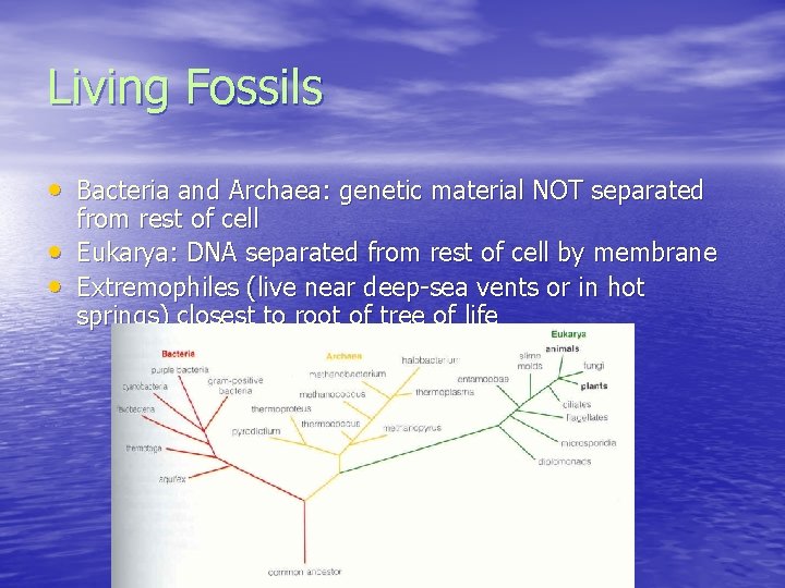 Living Fossils • Bacteria and Archaea: genetic material NOT separated • • from rest