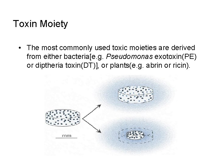 Toxin Moiety • The most commonly used toxic moieties are derived from either bacteria[e.