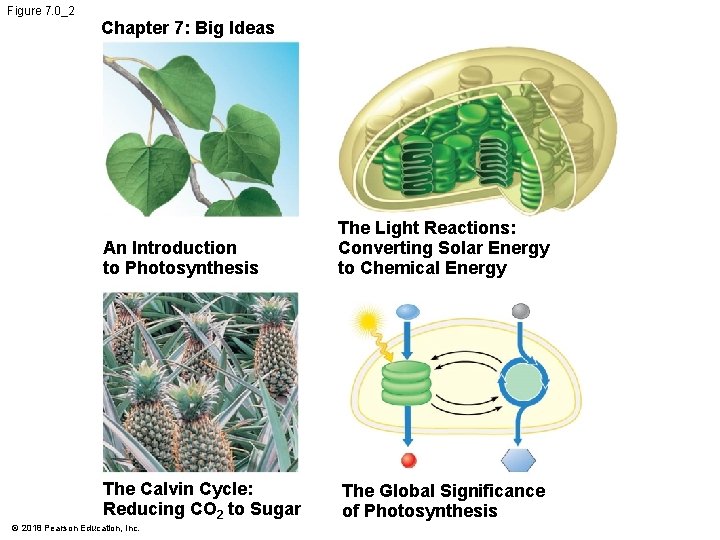 Figure 7. 0_2 Chapter 7: Big Ideas An Introduction to Photosynthesis The Light Reactions: