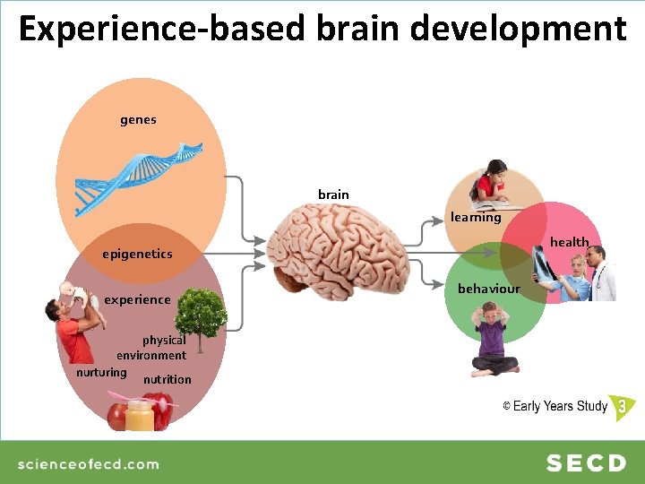 Experience-based brain development genes brain learning health epigenetics experience physical environment nurturing nutrition behaviour