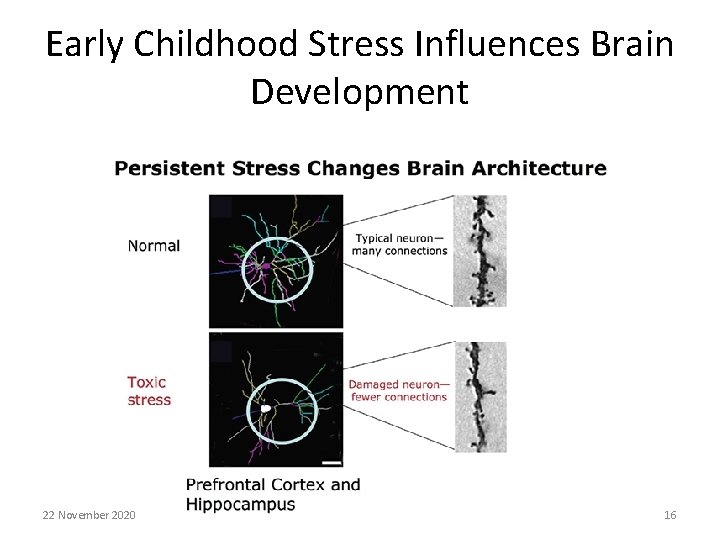 Early Childhood Stress Influences Brain Development 22 November 2020 16 