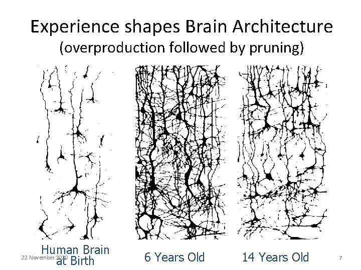 Experience shapes Brain Architecture (overproduction followed by pruning) Human Brain at Birth 22 November