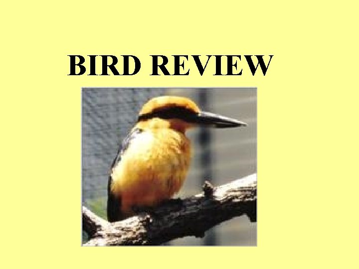 BIRD REVIEW 