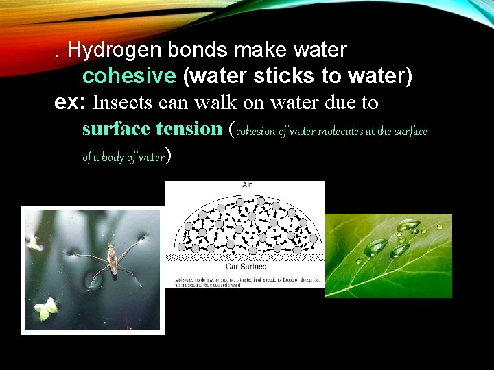 . Hydrogen bonds make water cohesive (water sticks to water) ex: Insects can walk
