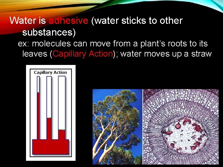 Water is adhesive (water sticks to other substances) ex: molecules can move from a