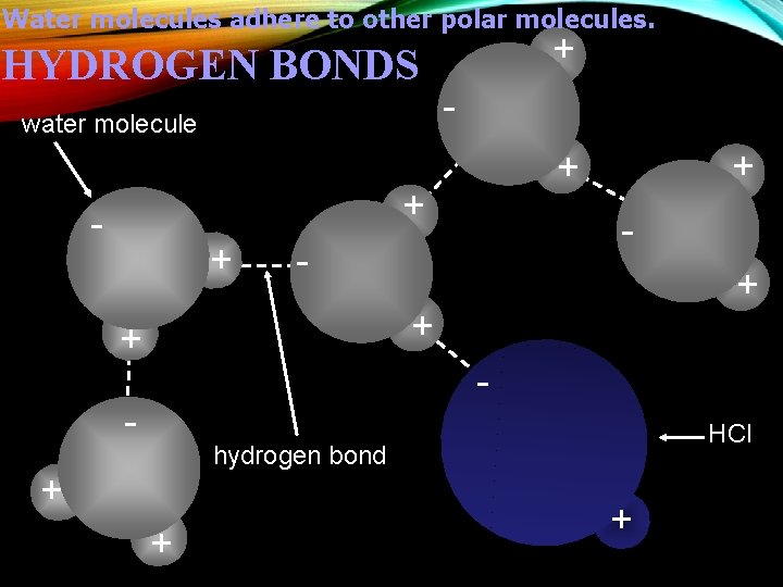 Water molecules adhere to other polar molecules. HYDROGEN BONDS water molecule + - +