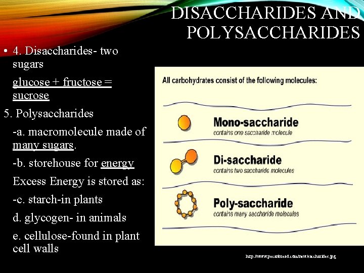 DISACCHARIDES AND POLYSACCHARIDES • 4. Disaccharides- two sugars glucose + fructose = sucrose 5.