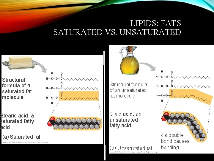 LIPIDS: FATS SATURATED VS. UNSATURATED Structural formula of a saturated fat molecule Stearic acid,