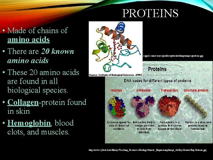 PROTEINS • Made of chains of amino acids • There are 20 known amino