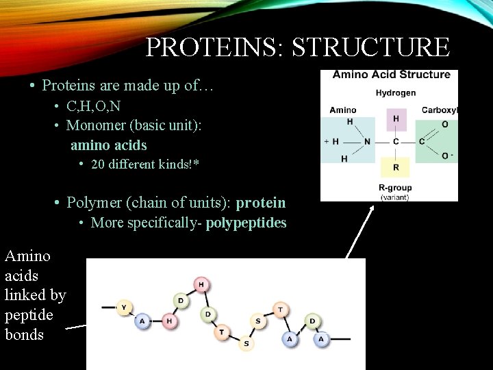 PROTEINS: STRUCTURE • Proteins are made up of… • C, H, O, N •