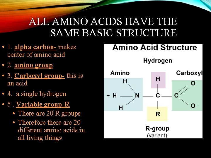 ALL AMINO ACIDS HAVE THE SAME BASIC STRUCTURE • 1. alpha carbon- makes center
