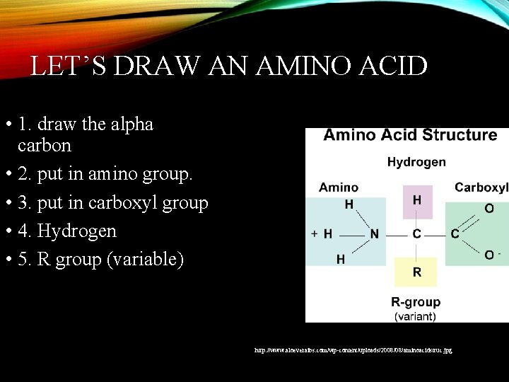 LET’S DRAW AN AMINO ACID • 1. draw the alpha carbon • 2. put