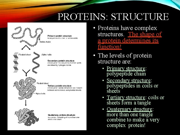 PROTEINS: STRUCTURE • Proteins have complex structures. The shape of a protein determines its