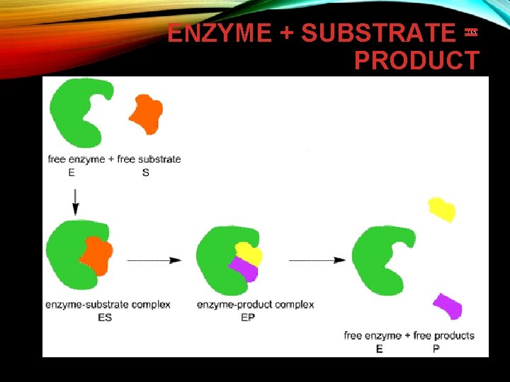 ENZYME + SUBSTRATE = PRODUCT 53 