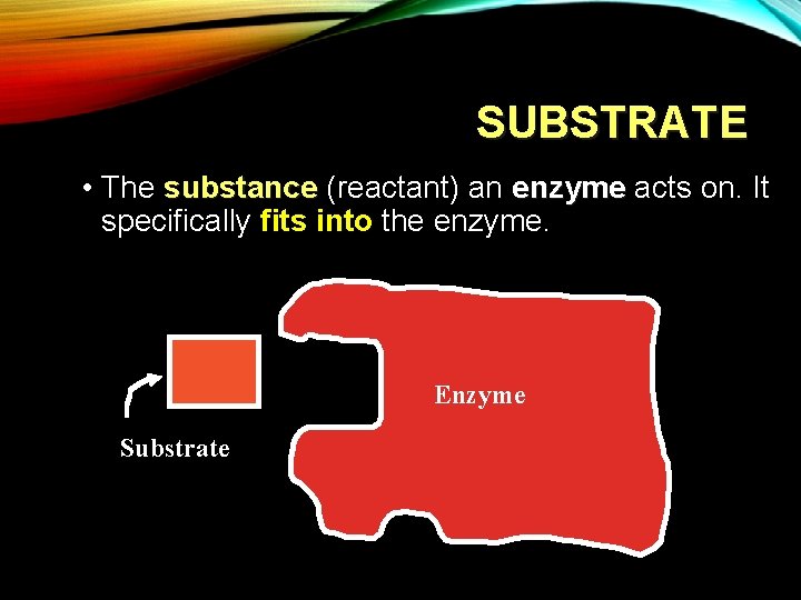 SUBSTRATE • The substance (reactant) an enzyme acts on. It specifically fits into the
