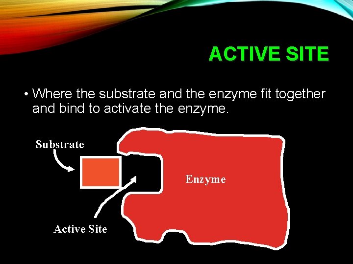 ACTIVE SITE • Where the substrate and the enzyme fit together and bind to