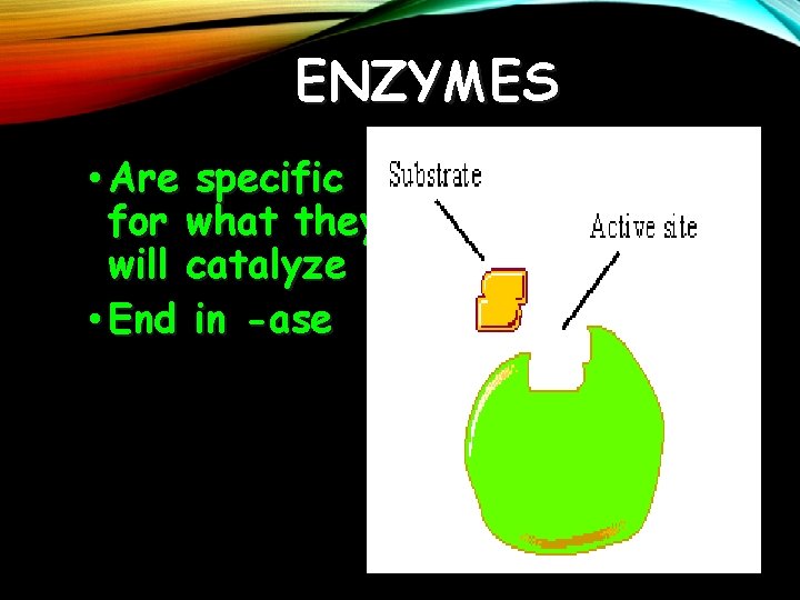 ENZYMES • Are specific for what they will catalyze • End in -ase 