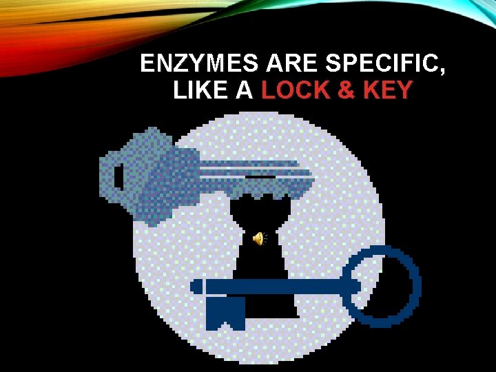 ENZYMES ARE SPECIFIC, LIKE A LOCK & KEY 