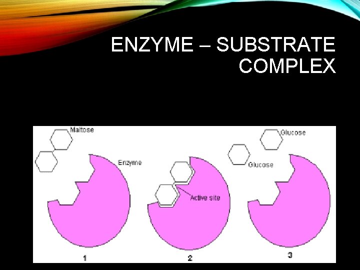 ENZYME – SUBSTRATE COMPLEX 