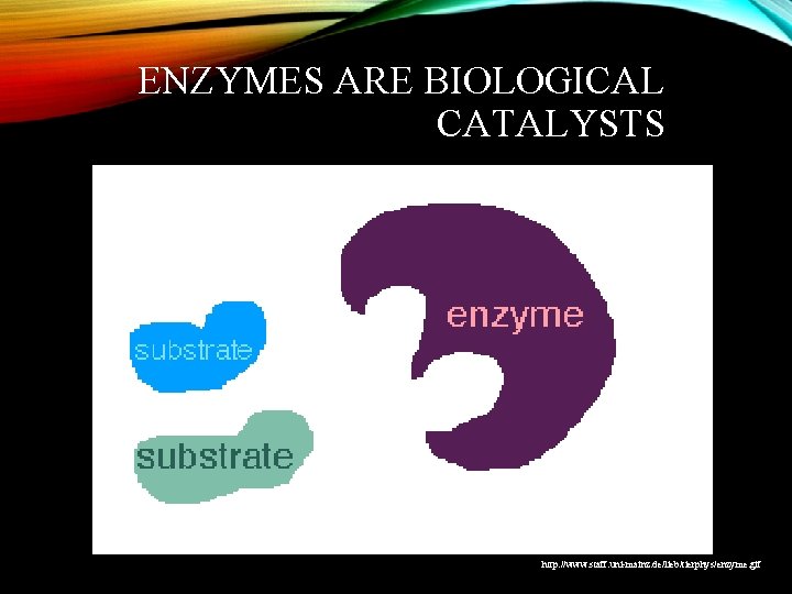 ENZYMES ARE BIOLOGICAL CATALYSTS http: //www. staff. uni-mainz. de/lieb/tierphys/enzyme. gif 