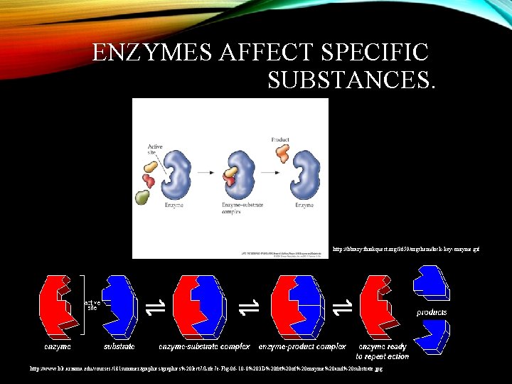 ENZYMES AFFECT SPECIFIC SUBSTANCES. http: //library. thinkquest. org/3659/orgchem/lock-key-enzyme. gif http: //www. blc. arizona. edu/courses/181