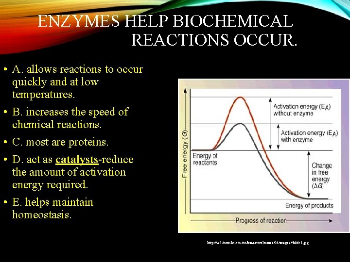 ENZYMES HELP BIOCHEMICAL REACTIONS OCCUR. • A. allows reactions to occur quickly and at