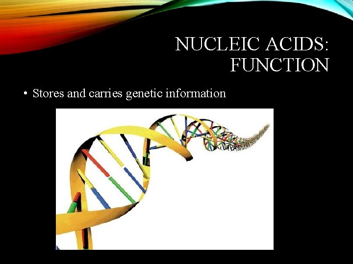 NUCLEIC ACIDS: FUNCTION • Stores and carries genetic information 