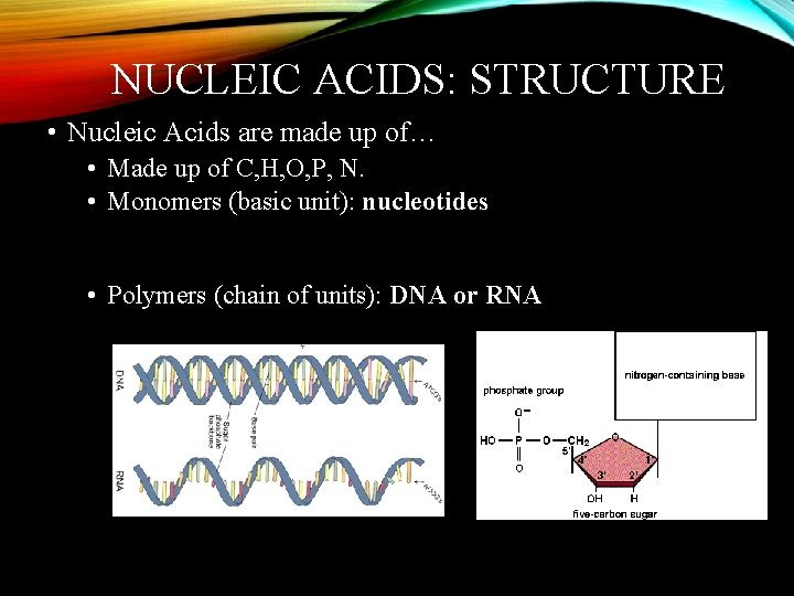 NUCLEIC ACIDS: STRUCTURE • Nucleic Acids are made up of… • Made up of