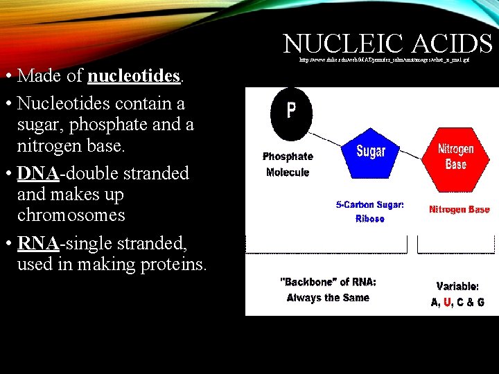 NUCLEIC ACIDS http: //www. duke. edu/web/MAT/jennifer_sohn/unit/images/what_is_rna 1. gif • Made of nucleotides. • Nucleotides