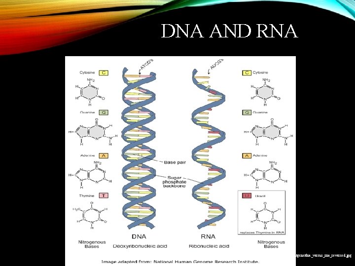 DNA AND RNA http: //images 2. clinicaltools. com/images/gene/dna_versus_rna_reversed. jpg 