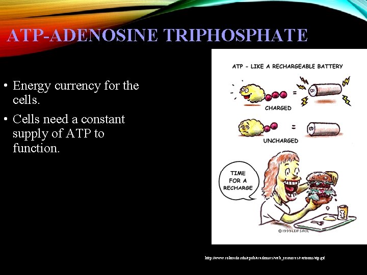 ATP-ADENOSINE TRIPHOSPHATE • Energy currency for the cells. • Cells need a constant supply