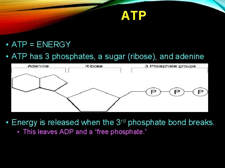 ATP • ATP = ENERGY • ATP has 3 phosphates, a sugar (ribose), and