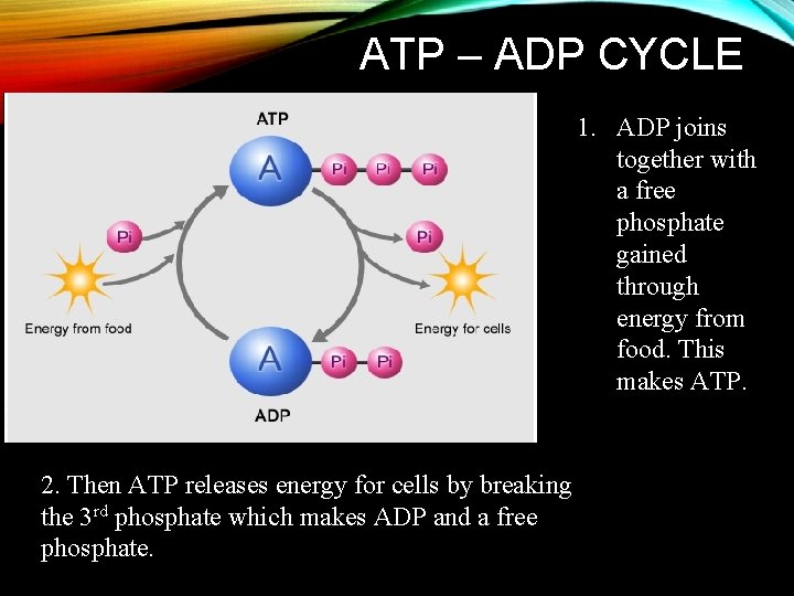 ATP – ADP CYCLE 1. ADP joins together with a free phosphate gained through