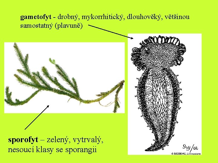 gametofyt - drobný, mykorrhitický, dlouhověký, většinou samostatný (plavuně) sporofyt – zelený, vytrvalý, nesoucí klasy