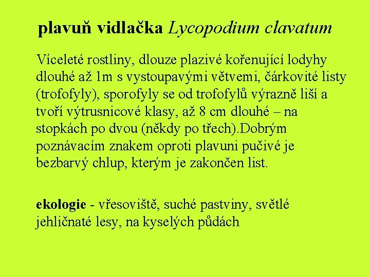 plavuň vidlačka Lycopodium clavatum Víceleté rostliny, dlouze plazivé kořenující lodyhy dlouhé až 1 m