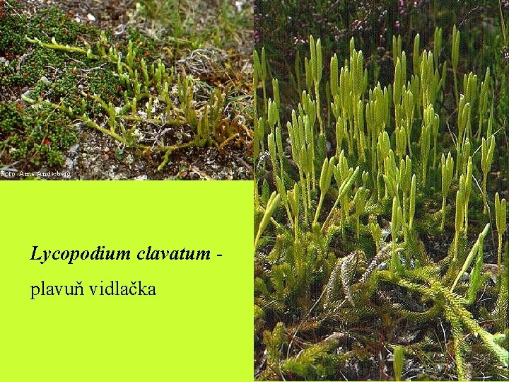 Lycopodium clavatum - plavuň vidlačka Lycopodium clavatum - plavuň vidlačka